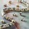 Dalmatian Jasper Heishi Beads, 6mm by Bead Landing™